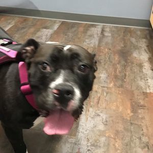 Meet your Posher, Rosie